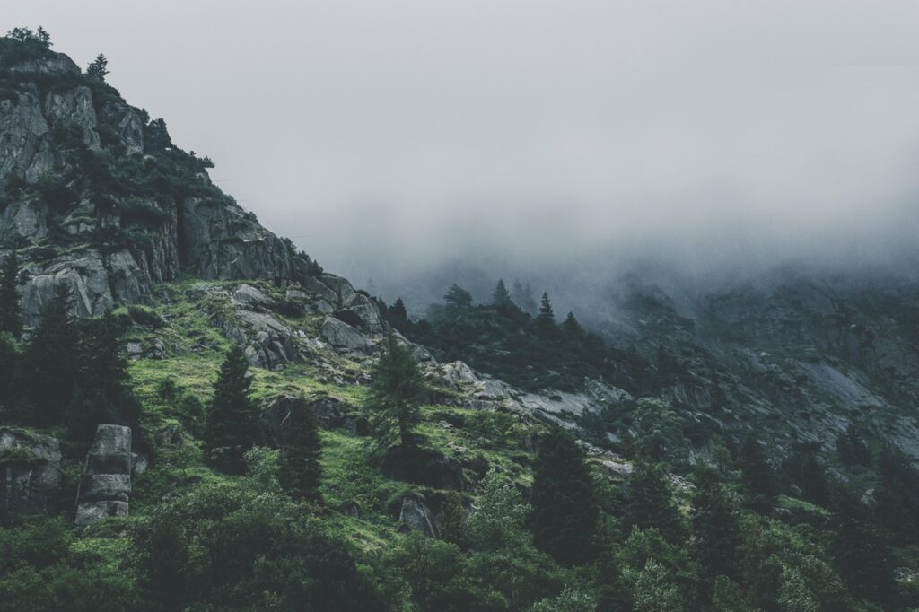 Green leafed trees during fog time 167684 jpg
